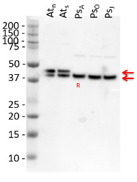 GLN1 GLN2 | GS1 GS2 glutamine synthetase global antibody in the group Antibodies Plant/Algal  / Global Antibodies at Agrisera AB (Antibodies for research) (AS08 295)